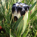 Picture of Protea Lepidocarpodendron