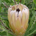 Picture of Protea Little Peach