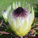 Picture of Protea Longifolia