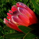 Picture of Protea Magnifica