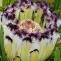 Picture of Protea Neriifolia Alba