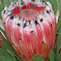 Picture of Protea Neriifolia Silver Tip