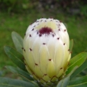 Picture of Protea New Moon