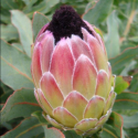 Picture of Protea Passion