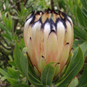 Picture of Protea Peach Sheen