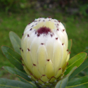 Picture of Protea Pearl Blush