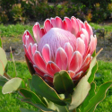 Picture of Protea Pink Frost