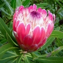 Picture of Protea Pink Ice