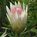 Picture of Protea Repens Alba