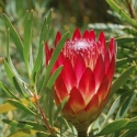 Picture of Protea Repens