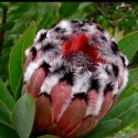 Picture of Protea Rose Mink