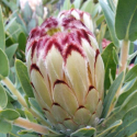 Picture of Protea Royal Crest