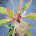 Picture of Protea Rubropilosa