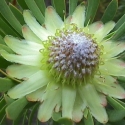 Picture of Protea Scolymocephala