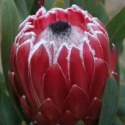 Picture of Protea Shelia