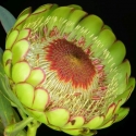 Picture of Protea Sulphurea
