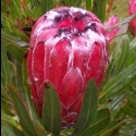 Picture of Protea Tasman Ruby