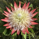 Picture of Protea Tsitsikamma