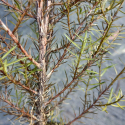 Picture of Prumnopitys taxifolia -Matai
