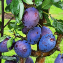 Picture of Prune Plum Stanley MB