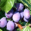 Prune Plum Stanley MB Picture of Prune Plum Stanley MB