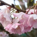 Picture of Prunus Accolade H/W 1.2m