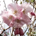 Picture of Prunus Accolade H/W 1.5m