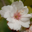Prunus Amanogawa H/W 1.2m Picture of Prunus Amanogawa H/W 1.2m