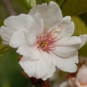 Picture of Prunus Amanogawa L/W