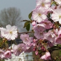 Picture of Prunus Autumnalis Rosea H/W 1.2m