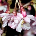 Picture of Prunus Autumnalis Rosea HW 1.5m