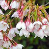 Picture of Prunus Autumnalis Rosea