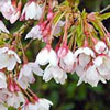 Picture of Prunus Autumnalis Rosea H/W 1.2m