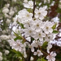 Picture of Prunus Avium Pendula H/W 1.8m