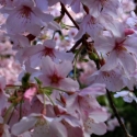 Picture of Prunus Awanui H/W 1.2m