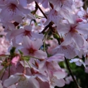 Picture of Prunus Awanui H/W 1.5m