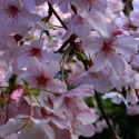 Picture of Prunus Awanui H/W 1.6m