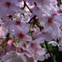 Picture of Prunus Awanui H/W 1.8m