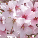 Picture of Prunus Awanui H/W 1.8m