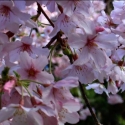 Picture of Prunus Awanui L/W