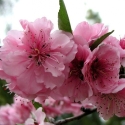 Picture of Prunus Blireana L/W