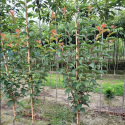 Picture of Prunus Hilleri Spire L/W