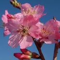 Picture of Prunus Jims Delight H/W 1.2m