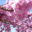 Picture of Prunus Kanzan H/W 1.2m