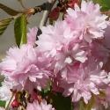 Picture of Prunus Kiku Shidare Sakura H/W 1.5m