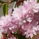 Picture of Prunus Kiku Shidare Sakura H/W 1.8m