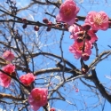 Picture of Prunus Mume The Geisha