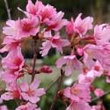 Picture of Prunus Okame L/W