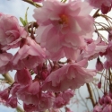 Picture of Prunus Pendula Rosea H/W 1.5m