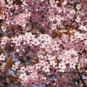 Picture of Prunus Pissardi Nigra L/W